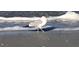 Close-up of a seagull standing on a sandy beach as gentle ocean waves break in the background at 100 Bluff View Dr # 401A, Belleair Bluffs, FL 33770