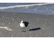 Seagull portrait standing on a sandy beach highlighting the local wildlife at 100 Bluff View Dr # 401A, Belleair Bluffs, FL 33770