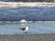 Seagull standing by the water's edge with ocean waves gently lapping the sandy beach at 100 Bluff View Dr # 401A, Belleair Bluffs, FL 33770