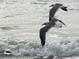 Seagulls fly over the beach as waves crash near the shoreline at 100 Bluff View Dr # 401A, Belleair Bluffs, FL 33770