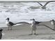 Seagulls rest on the shore as waves come to the beach at 100 Bluff View Dr # 401A, Belleair Bluffs, FL 33770