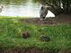 Great blue heron and ducks by the lake at 6315 Shoreline Dr # 3208, St Petersburg, FL 33708
