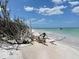 Scenic beach view with driftwood and calm water at 400 Glennes Ln # 108, Dunedin, FL 34698