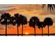 Stunning sunset over the water with palm trees silhouetted at 400 Glennes Ln # 108, Dunedin, FL 34698