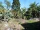 This yard is full of native Florida foliage at 6567 S West Shore Cir, Tampa, FL 33616