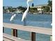 Picturesque view of wildlife including various birds by the water at 505 67Th Ave # 5, St Pete Beach, FL 33706