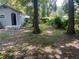 Backyard with large trees and unkempt grass at 8004 N 11Th St, Tampa, FL 33604