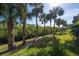 Scenic view of lush green lawn with swaying palm trees in a tropical setting at 1442 Harbour Walk Rd, Tampa, FL 33602