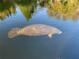 Manatee swimming in the water near a property with waterway access at 14413 Birch St, Hudson, FL 34667