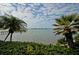 Scenic view of the serene water framed by palm trees and lush greenery at 4525 Cove Cir # 805, St Petersburg, FL 33708