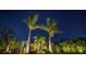 Beautiful landscape featuring a variety of palm trees under a night sky at 7432 Paradiso Dr, Apollo Beach, FL 33572