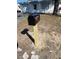 Black mailbox is placed on a freshly cut wooden post at 2036 Melody Dr, Holiday, FL 34691