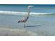 A Great Blue Heron stands in shallow water near the beach at 3600 105Th N Ave, Clearwater, FL 33762