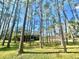 Backyard view through tall pine trees at 18840 Rustic Woods Trl, Odessa, FL 33556