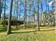 Backyard view through tall pine trees at 18840 Rustic Woods Trl, Odessa, FL 33556