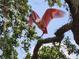 Roseate spoonbill preparing to land in a tree while holding nesting material at 36830 Kimela Ave, Zephyrhills, FL 33542