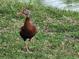 A black-bellied whistling duck spotted on the grass at 36830 Kimela Ave, Zephyrhills, FL 33542