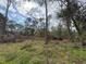 View of the wooded lot and foliage at 3112 Desoto Rd, Sarasota, FL 34234