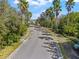 A street lined with tall palm trees and lush greenery, creating a tropical and inviting atmosphere at 8835 Moonlit Meadows Loop, Riverview, FL 33578