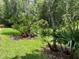 Lush backyard features a green lawn and several vibrant palm trees, blending nature with the landscape at 4224 Preserve Pl, Palm Harbor, FL 34685