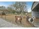 Goat and sheep pens including metal shelters, with metal fencing, and grazing areas at 2040 Underwood Ln, Zephyrhills, FL 33540