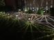 Nighttime view of a landscaped yard illuminated by decorative lighting at 7536 Roland Ct, New Port Richey, FL 34654