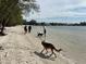 Dog-friendly beach with people walking their dogs along the shoreline at 610 Casabella Dr, Bradenton, FL 34209