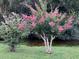 Landscaped yard featuring a crape myrtle in full bloom, adding a touch of color to the property at 1734 Kinsmere Dr, Trinity, FL 34655