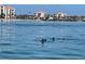 Beautiful waterfront view showcasing dolphins swimming near luxury waterfront condos in a sunny and tropical environment at 6365 Bahia Del Mar Blvd # 112, St Petersburg, FL 33715