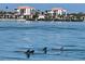 Beautiful waterfront view showcasing dolphins swimming near luxury waterfront condos in a sunny and tropical environment at 6365 Bahia Del Mar Blvd # 112, St Petersburg, FL 33715