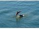 An image of dolphins swimming and leaping in the clear blue water, a magical marine moment at 5980 Shore S Blvd # 1004, Gulfport, FL 33707