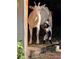 On property are goats, a cute and fun addition to your farm at 13215 Seminole Trl, Wimauma, FL 33598