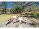 On property are goats, a cute and fun addition to your farm at 13215 Seminole Trl, Wimauma, FL 33598