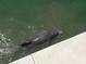 Dolphin spotted near waterfront property at 4900 Brittany S Dr # 1303, St Petersburg, FL 33715