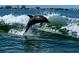 Dolphin leaping from the water near the community at 4900 Brittany S Dr # 1303, St Petersburg, FL 33715