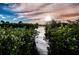Serene waterfront view with lush vegetation and calm water at 1500 Ember Ln, Tarpon Springs, FL 34689