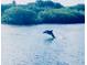 Dolphin leaping from the water, showcasing the area's wildlife at 1964 Arvis E Cir, Clearwater, FL 33764