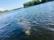 Manatee partially submerged in water at 1964 Arvis E Cir, Clearwater, FL 33764