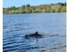 Dolphin swimming in calm water at 1964 Arvis E Cir, Clearwater, FL 33764