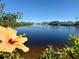 Peaceful waterfront view with a hibiscus flower in the foreground at 6087 16Th Ne Ln, St Petersburg, FL 33703