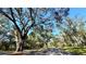 Neighborhood street with mature trees creating a canopy at 6206 Soaring Ave, Temple Terrace, FL 33617