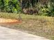 A deer grazes in the grassy backyard near the pavers at 11509 Sinatra Ct, New Port Richey, FL 34654
