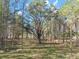 Property with lush green landscape and tall trees at 23051 Lake Lindsey Rd, Brooksville, FL 34601
