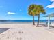 Relaxing beach scene with palm trees and blue chairs at 4430 Floramar Ter, New Port Richey, FL 34652
