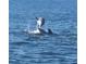 Dolphins playing in the water near the property at 2013 Gulfview Dr, Holiday, FL 34691