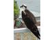 Osprey perched on the deck railing overlooking the water at 2013 Gulfview Dr, Holiday, FL 34691