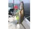 Fresh-caught sea trout fish on a boat at 13531 Allyn Dr, Hudson, FL 34667