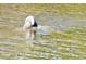 Manatee swimming in the water at 13531 Allyn Dr, Hudson, FL 34667