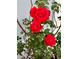 Close-up of three vibrant red roses at 1415 Weyford Ln, Holiday, FL 34691