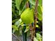 Large, ripe guava fruit growing on a tree in the backyard at 1415 Weyford Ln, Holiday, FL 34691